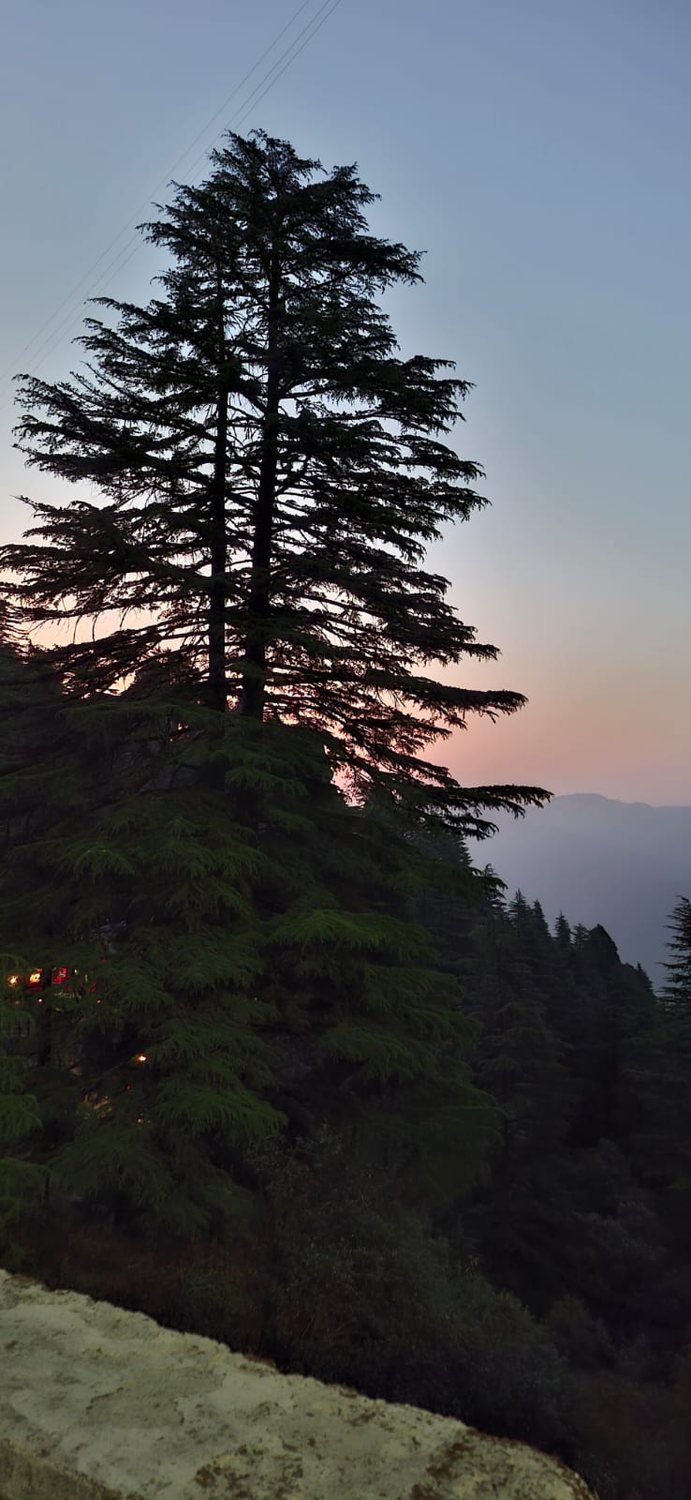 A tall mountain tree at dusk